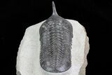 Morocconites Trilobite - Large Specimen #72705-5